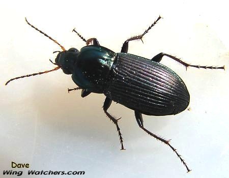 Ground Beetle species by Dave Pelletier