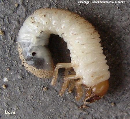 White Grub, possibly a Junebug larva by Dave Pelletier