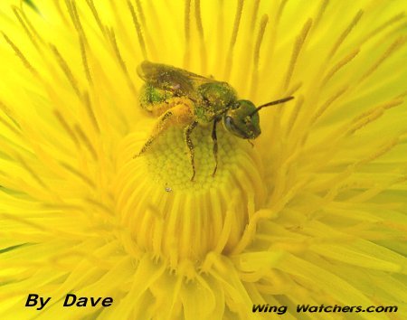 Halictid Bee species by Dave Pelletier