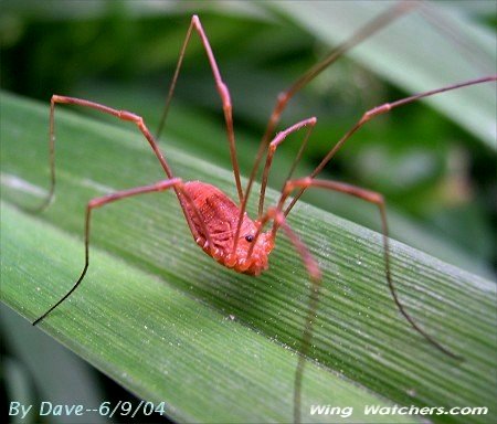 Harvestman by Dave Pelletier