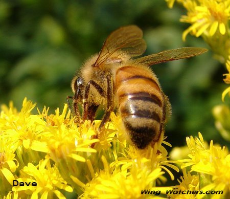 Honey Bee by Dave Pelletier