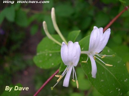 Honeysuckle flowers