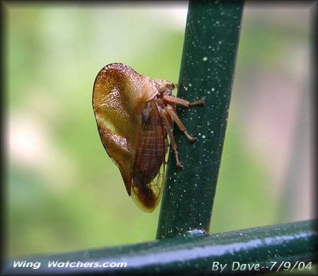 Menbracidae family Treehopper species by Dave Pelletier