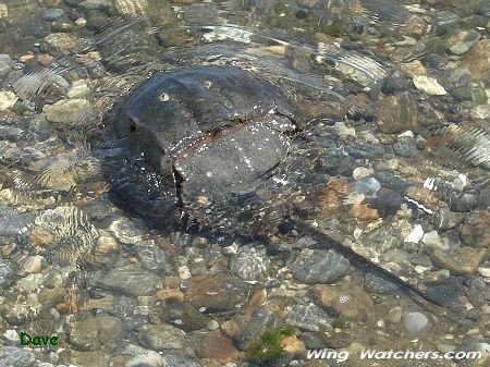 Horseshoe Crab by Dave Pelletier