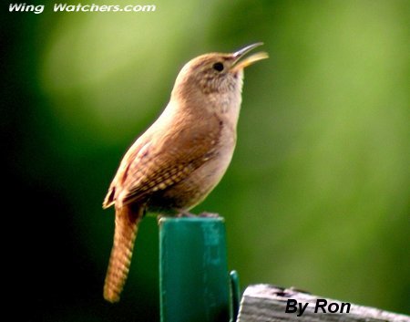 House Wren by Ron Pelletier