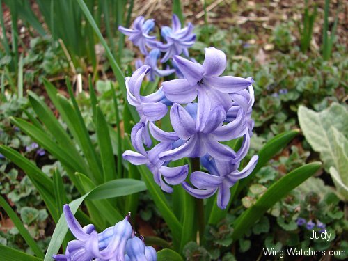 Hyacinth flowers by Judy Pelletier