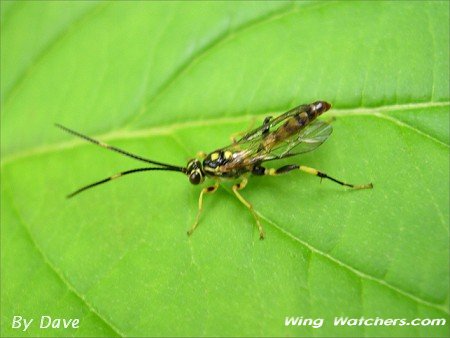 Ichneumon Wasp species by Dave Pelletier