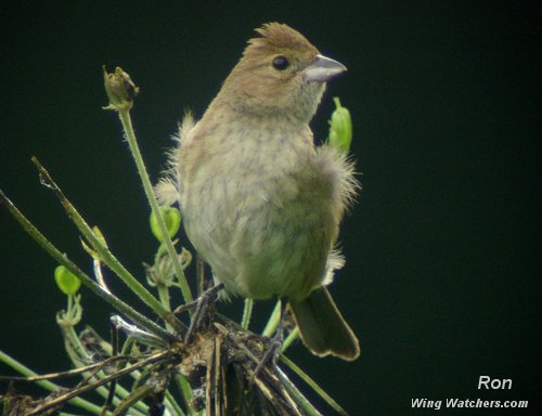 Indigo Bunting (F) by Dave Pelletier