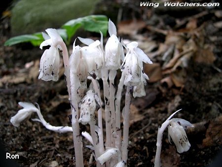 Indian Pipe