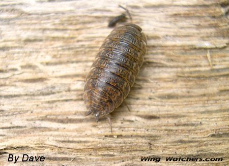 Pillbug (Isopod) by Dave Pelletier