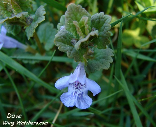 Ground Ivy by Dave Pelletier