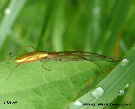 Long-jawed Orb Weaver by Dave Pelletier