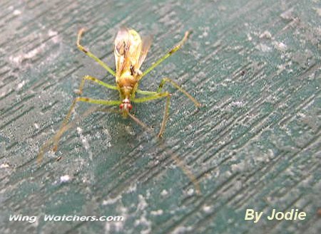 Assassin Bug by Jodie Bishop