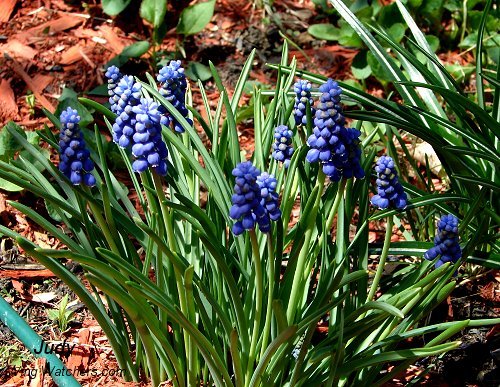 Grape Hyacinth