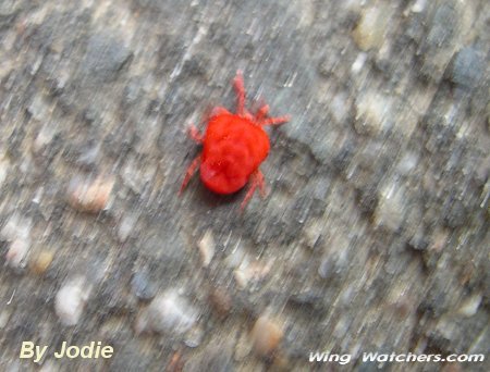 Velvet Mite by Jodie Bishop