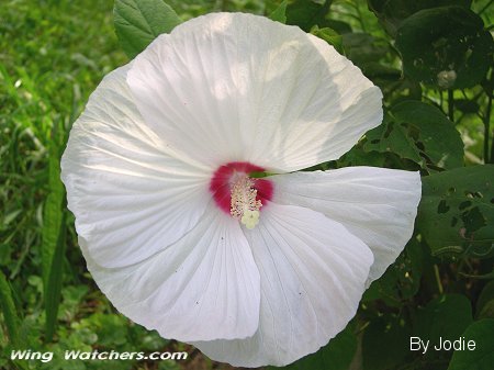 Hibiscus flower