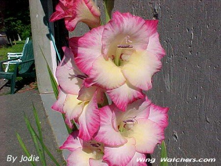 Gladiola