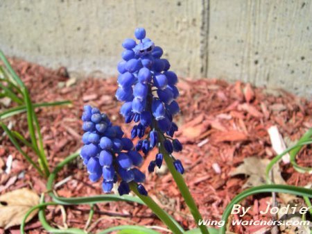 Grape Hyacinth flower