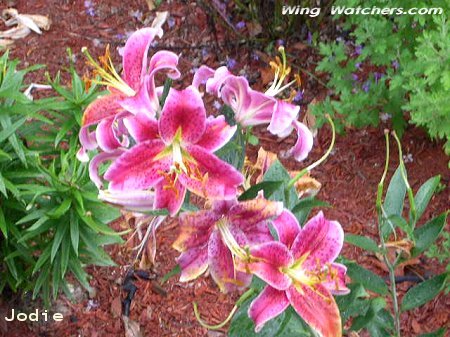 Oriental Lily