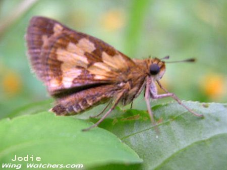 Peck's Skipper by Jodie Bishop