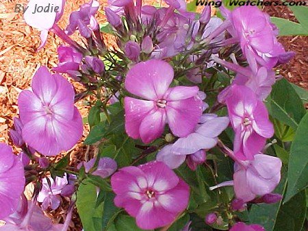 Phlox