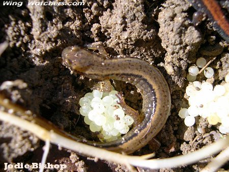 Redback Salamander with eggs by Jodie Bishop