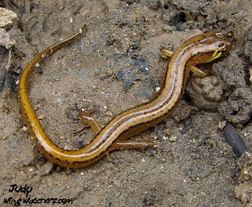 Two-lined Salamander by Judy Pelletier