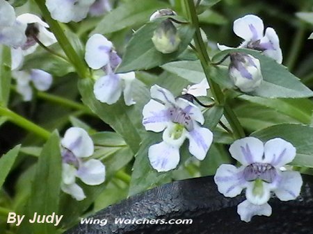 Angelonia flower