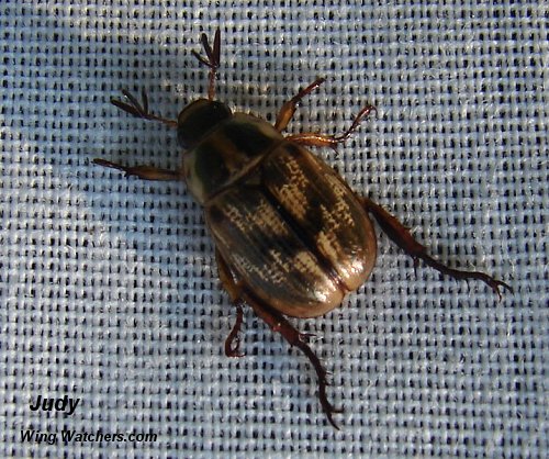 Scarab Beetle-Anomala orientalis by Judy Pelletier