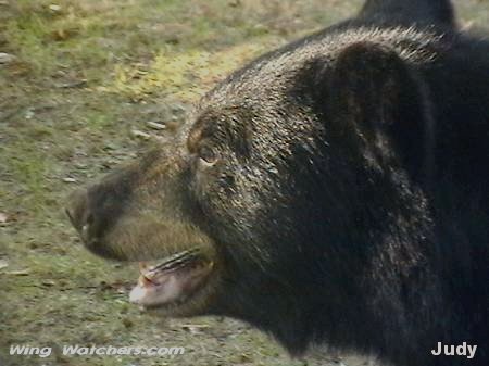 Black Bear by Judy Pelletier