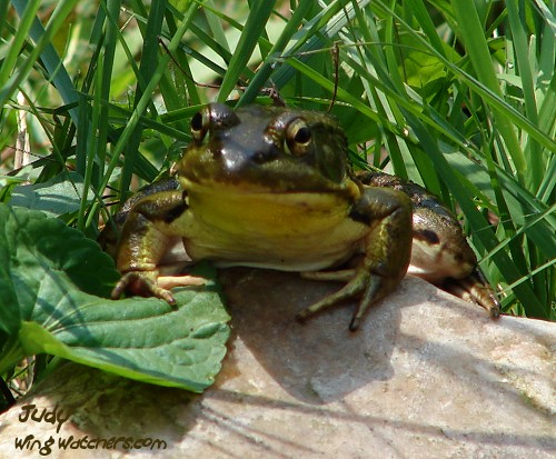 American Bullfrog by Judy Pelletier