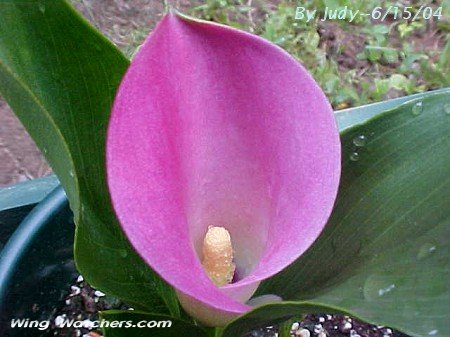 Calla Lily