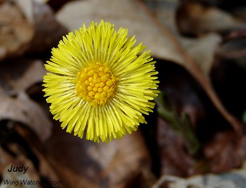 Coltsfoot Flower by Judy Pelletier