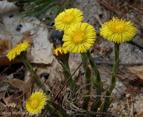 Coltsfoot Flower by Judy Pelletier