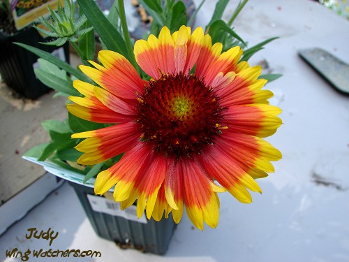 Goblin Blanket Flower by Judy Pelletier