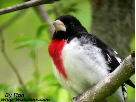 Rose-breasted Grosbeak (M) by Judy Pelletier