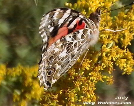 Painted Lady Butterfly by Judy Pelletier