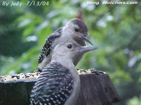 Red-bellied Woodpecker (fledglings) by Judy Pelletier