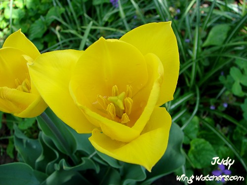 Yellow Tulip by Judy Pelletier