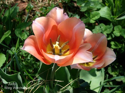 Apricot Tulip by Judy Pelletier