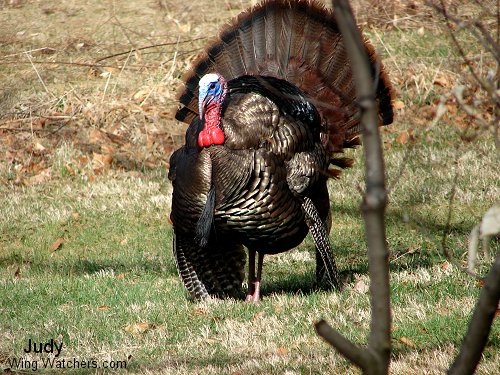 Wild Turkey (M) by Judy Pelletier