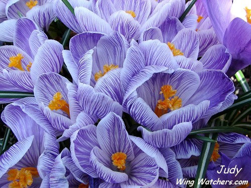 Crocus by Judy Pelletier