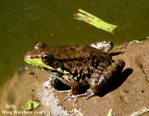 Green Frog by Judy Pelletier