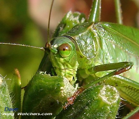 Katydid closeup by Dave Pelletier