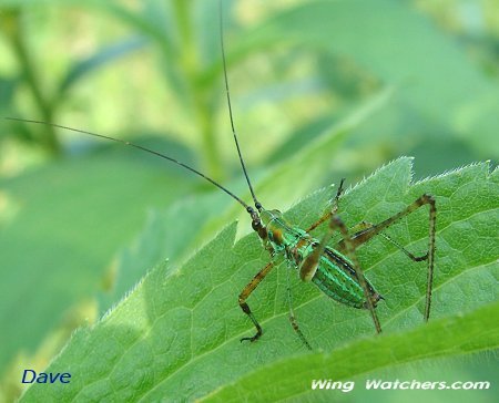 Katydid larva by Dave Pelletier