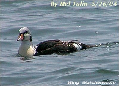 King Eider (imm. Male by Mel Tulin