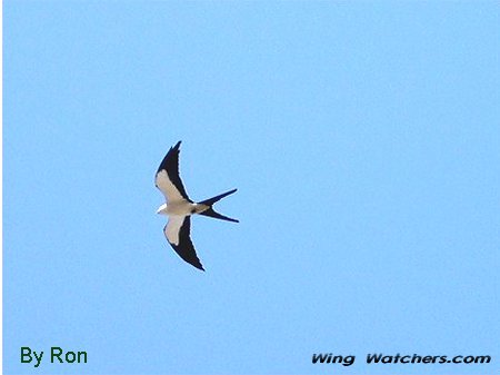 Swallow-tailed Kite by Ron Pelletier