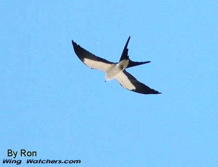 Swallow-tailed Kite by Ron Pelletier