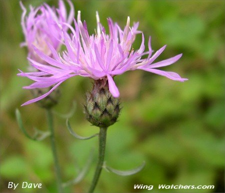 Spotted Knapweed