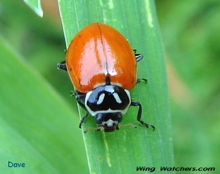 Ladybug species by Dave Pelletier